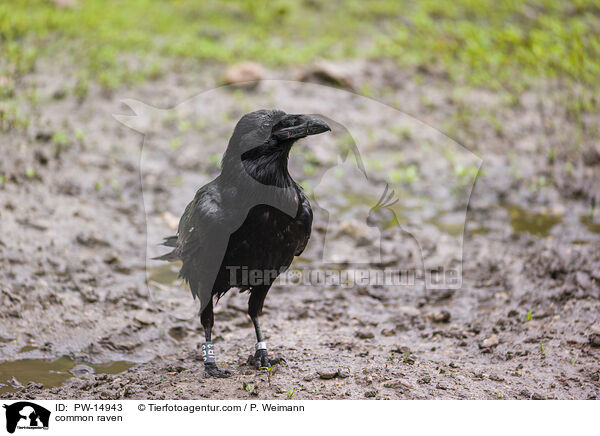 Kolkrabe / common raven / PW-14943