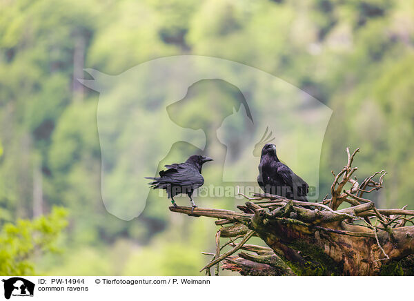 Kolkraben / common ravens / PW-14944