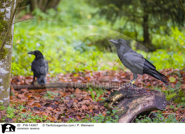 Kolkraben / common ravens / PW-14967