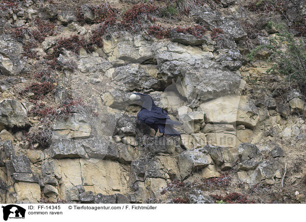 Kolkrabe / common raven / FF-14345