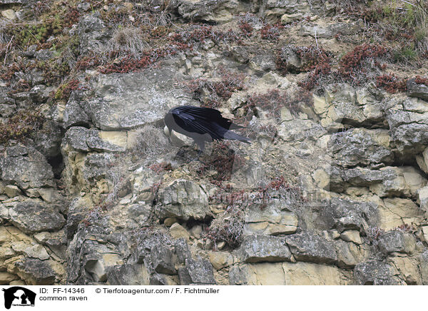 Kolkrabe / common raven / FF-14346