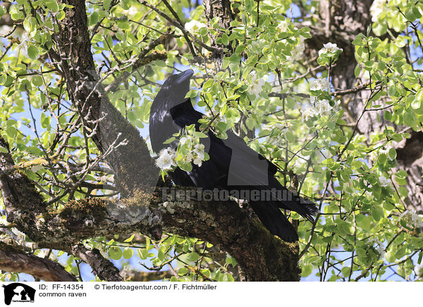 Kolkrabe / common raven / FF-14354