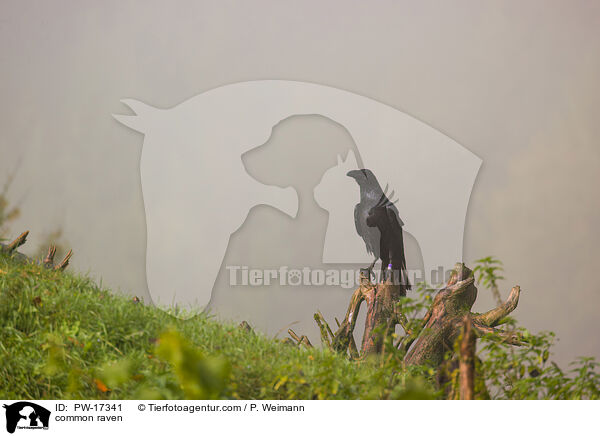 Kolkrabe / common raven / PW-17341