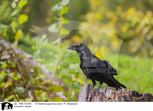 Kolkrabe / common raven / PW-17345