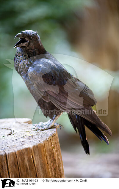 Kolkrabe / common raven / MAZ-06193
