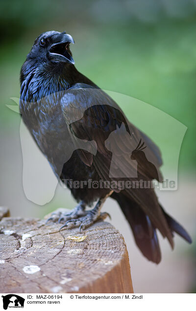 Kolkrabe / common raven / MAZ-06194