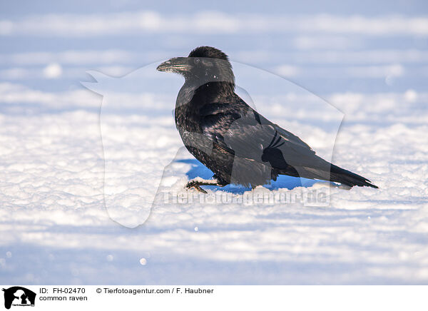 Kolkrabe / common raven / FH-02470