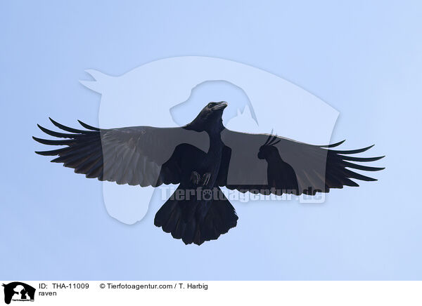 Kolkrabe / raven / THA-11009
