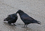common raven
