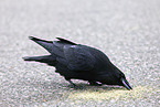 common raven