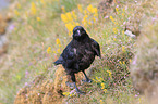 common raven