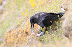common raven