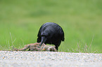 common raven