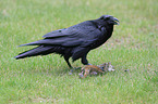 common raven