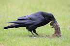 common raven