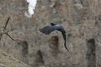 common raven