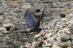common raven