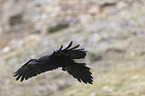 common raven