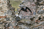 common raven