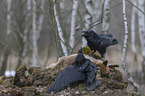 2 common ravens