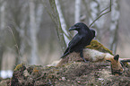 common raven