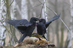 2 common ravens