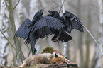 2 common ravens