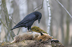 common raven