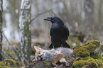 common raven