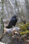 common raven