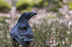 common raven