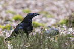 common raven