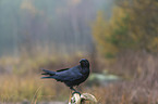 common raven