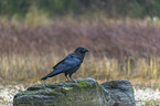 common raven