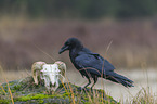 common raven