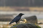 common raven