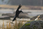 common raven