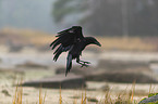 common raven