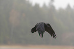 common raven