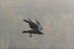 common raven