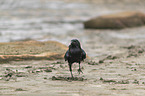 common raven