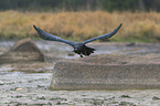 common raven