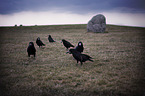 Northern Raven on a meadow