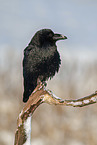 Northern Raven