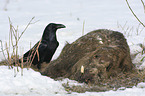 Northern Raven