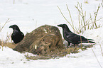 Northern Ravens