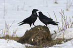 Northern Ravens