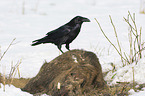 Northern Raven