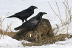 Northern Ravens