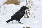 Northern Raven